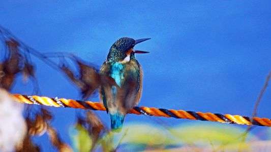 大きくくちばし開けたカワセミ