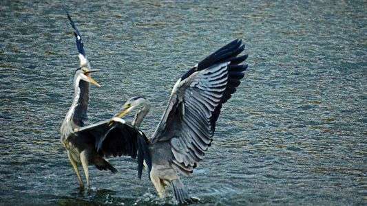 戦うアオサギⅡ