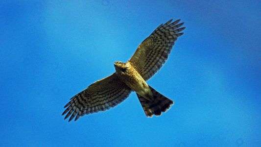 頭上にオオタカⅡ