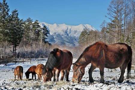 信州の冬景色～木曽馬と御嶽山