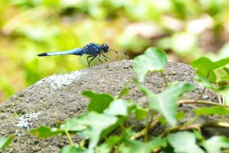 #オオシオカラトンボ#