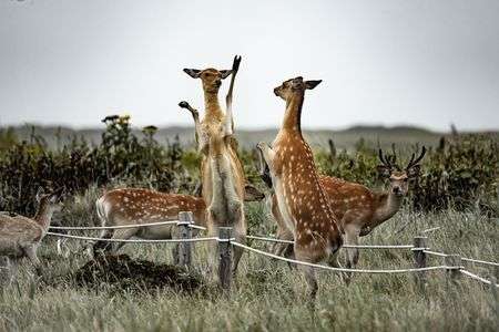 蝦夷鹿のダンス