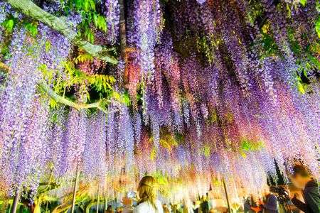 天台宗五大山白毫寺の藤棚