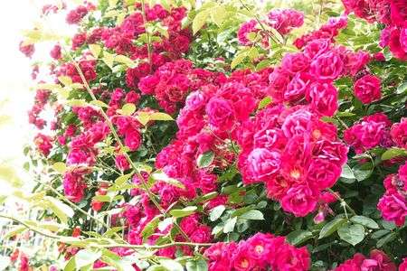 バラ園に咲き誇る薔薇たち