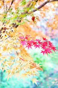 パステルに彩る秋