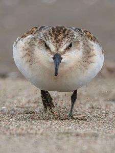 Red-necked stint