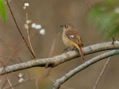 左足痛めたのかな？   ファイト!　ジョビ子