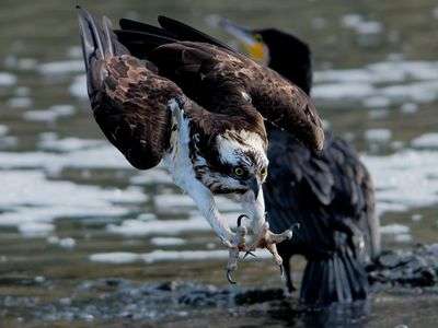 濡れ損　狩りは甘くない