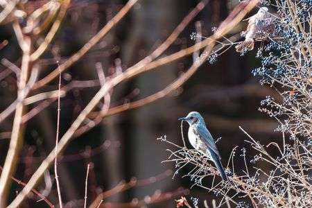 鳥を撮るのは難しい