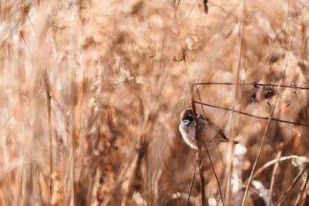 スズメの撮影を試みる