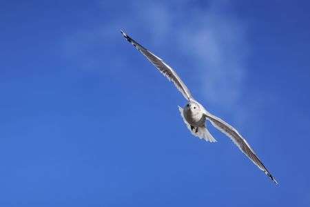 飛んでるカモメを撮影してみた