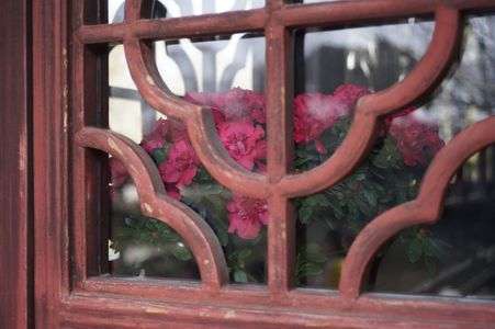 窓越しのシクラメン