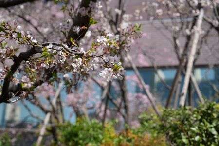 街中の桜　#フラワー2025#