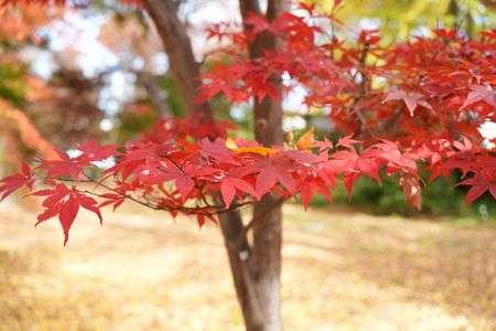 紅葉と落ち葉