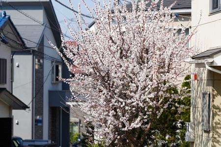 杏　#フラワー2025#