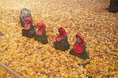 イチョウのカーペット