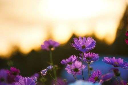 夕陽に透ける秋桜