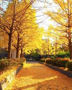 銀杏の黄金道
