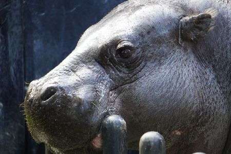 動きが激しかったカバ