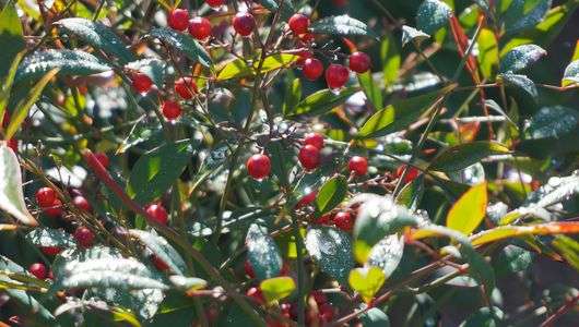 南天の実、ナンテン？（苦笑）