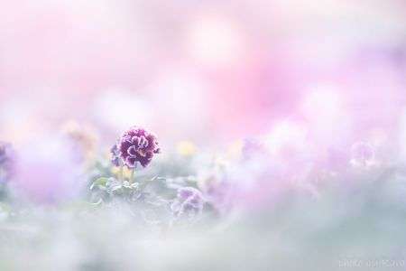 夢のチュチュに揺れて👗🩰🤍ྀི