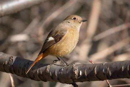 ジョビ子の憂鬱