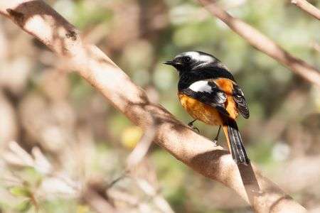 木漏れ日のジョビ男