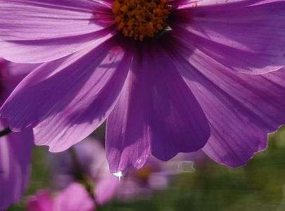 刈り取り直前の秋桜