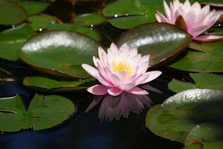 #フラワー2025#　蓮の花