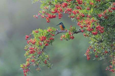 情熱の実と青い宝石