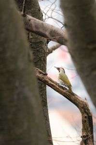 木々の隙間から