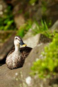 こっちを見てるカモ？🦆