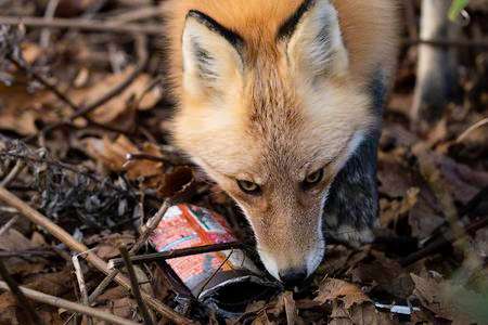 コレステタノ、オマエカ？