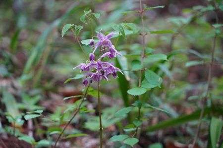 名前が分からない花