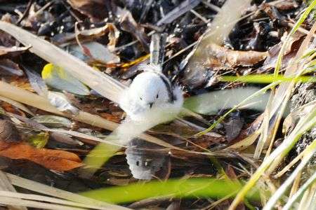 にらめっこ！？#エナガ#