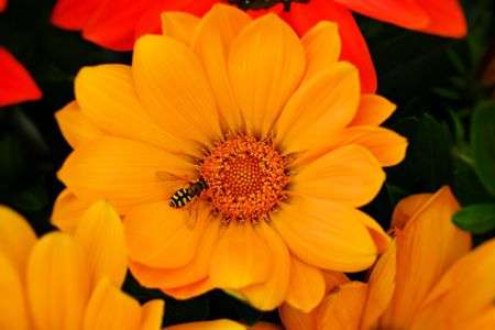 甘い香りに誘われて