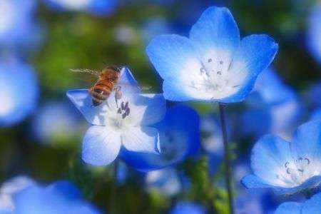 ネモフィラ×ミツバチ
