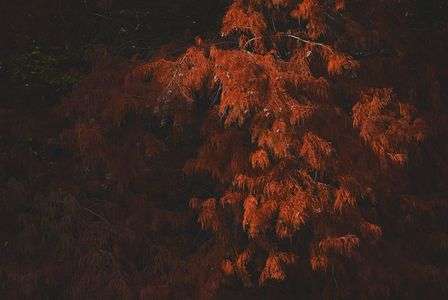 淋しきラクウショウ