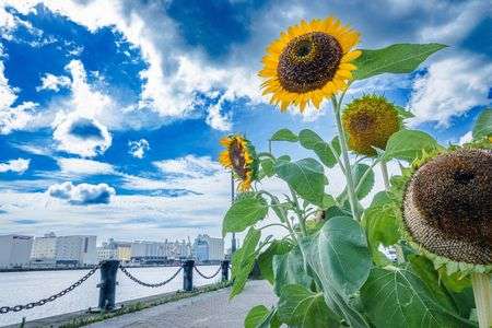 夏のベイサイド