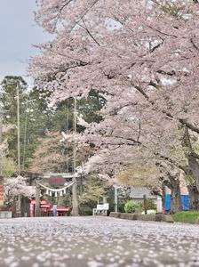 鳥居まで 春を一町 踏み締めて