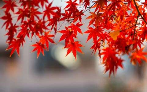 The Last of the Red Leaves