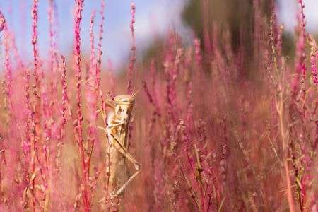 紅葉したコキアに無心にしがみつくトノサマバッタ