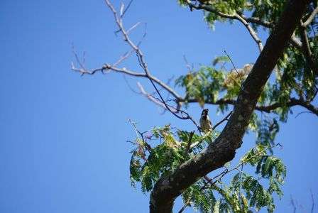 ちょこっと凉メ