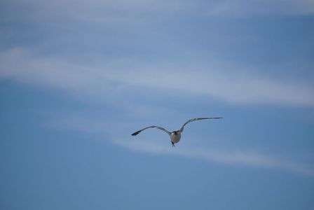 カモメが飛んだ日