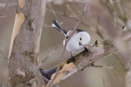枝かぶりでも可愛い