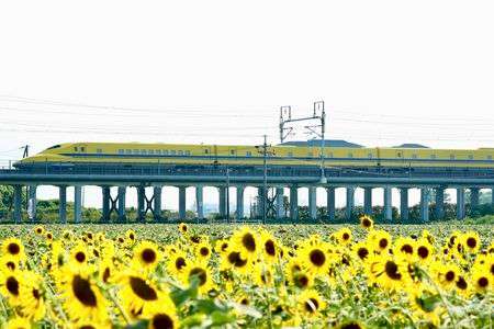 ドクターイエローとひまわり畑