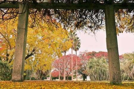 藤棚より見る公園