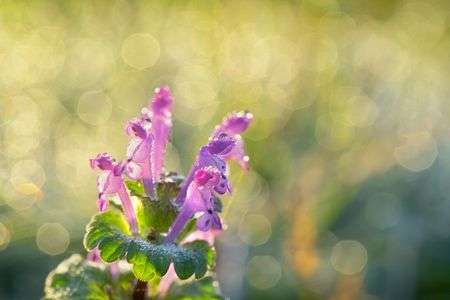 朝露とホトケノザ