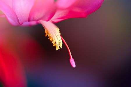 シャコバサボテン