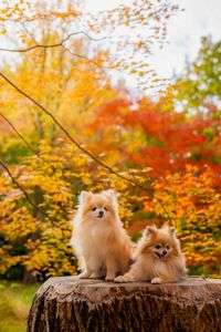 黄葉とポメラニアン